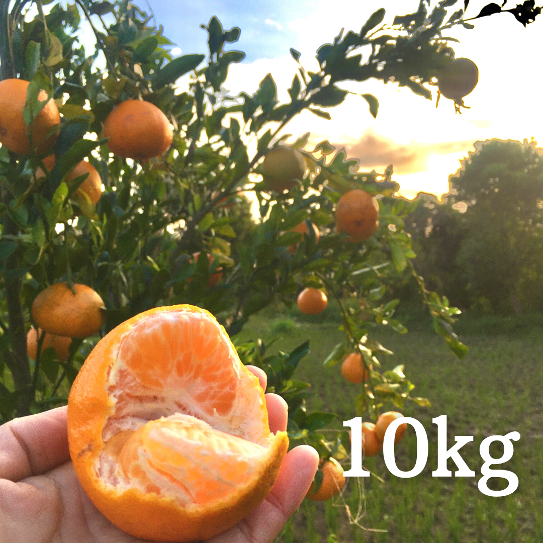 【送料無料】無農薬自然栽培ポンカン10kg（ご家庭用）画像