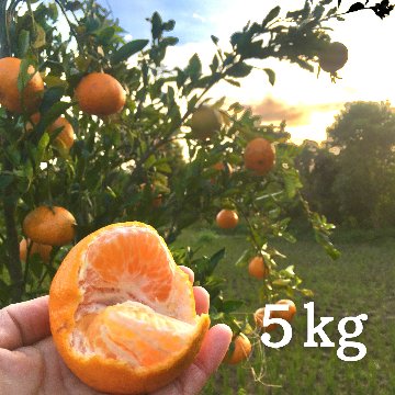【送料無料】無農薬自然栽培ポンカン5kg（ご家庭用）画像