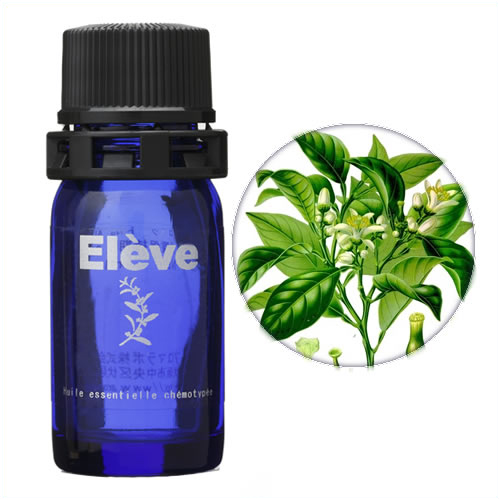 ベルガモット・ミントの画像