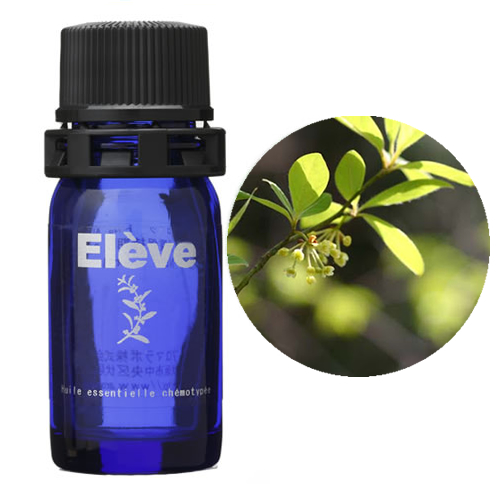 クロモジの画像