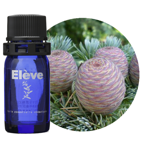 アトラスシダーの画像