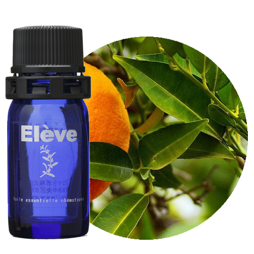 プチグレン(オレンジ葉)の画像