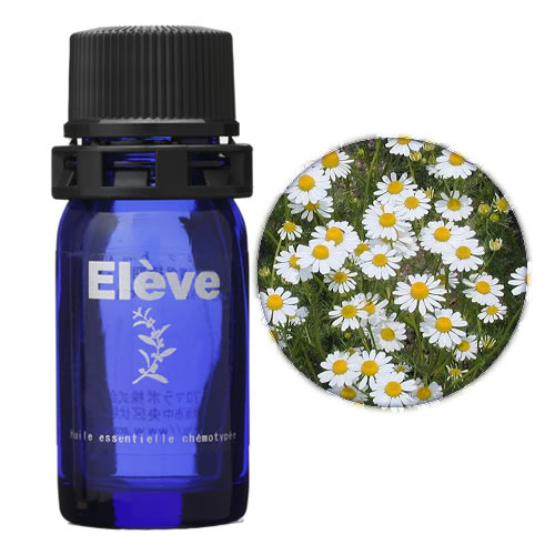 カモマイルジャーマンの画像