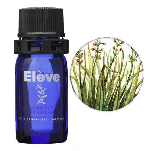 シトロネラ・ジャワ（オーガニック）の画像