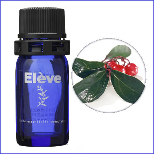 ウインターグリーンの画像