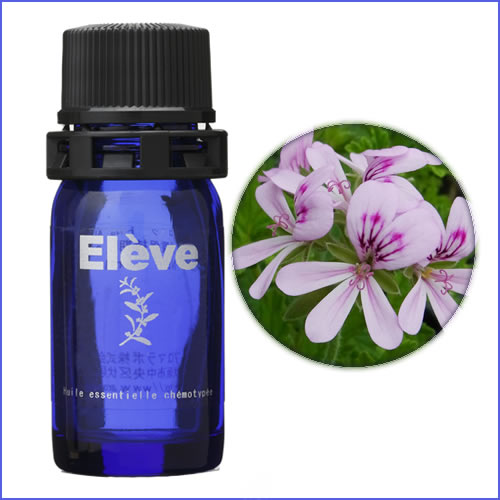 ゼラニウム・エジプト（オーガニック）の画像