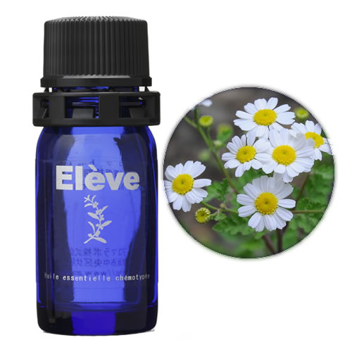 タナセタム(タンジー)の画像