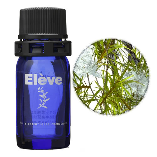 ティートゥリーの画像