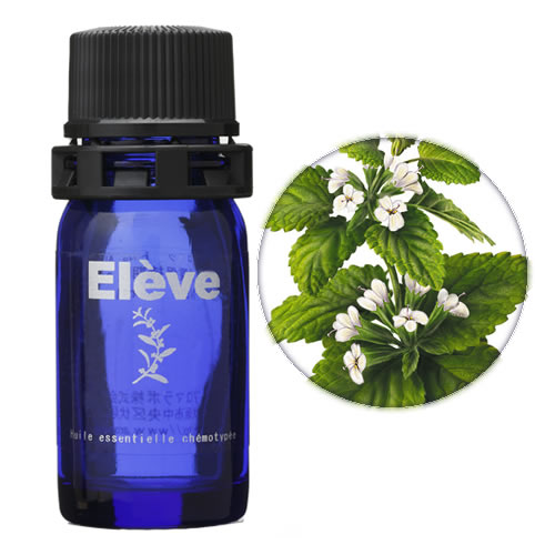 レモンバームの画像