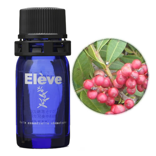 マスティックツリーの画像