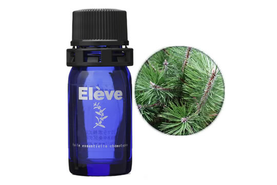 アカマツヨーロッパの画像