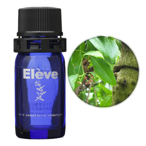 サンダルウッド(オーストラリア)【2ｍL】の画像