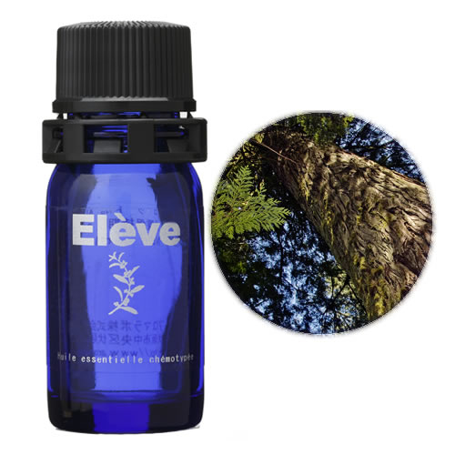 シダー(ジュニパー・バージニア)の画像