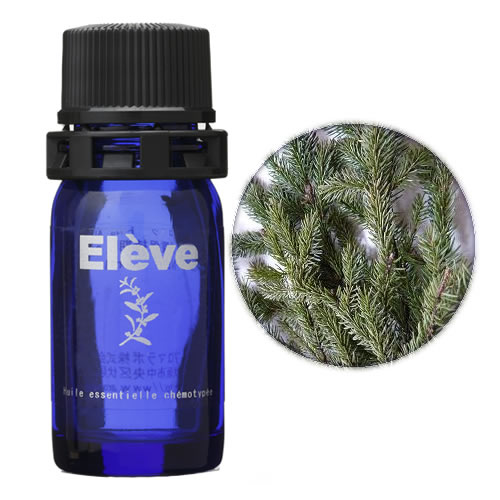 ブラックスプルース(クロトウヒ)の画像