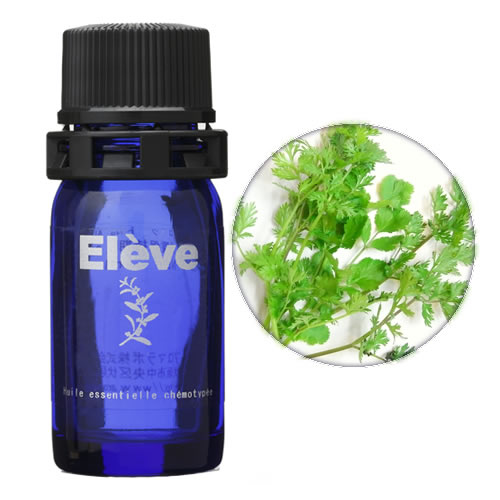 コリアンダーの画像