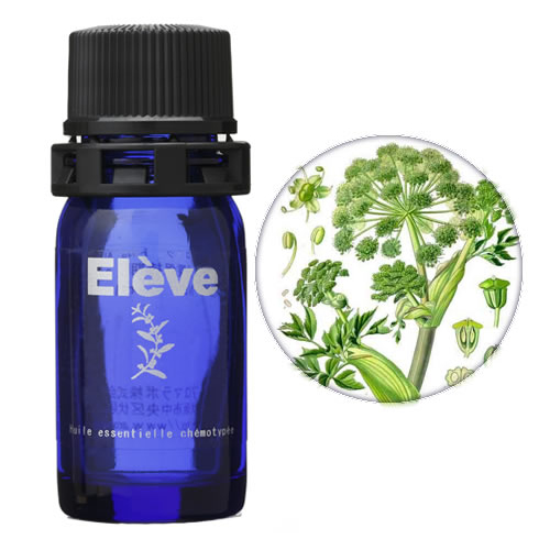 アンゼリカの画像