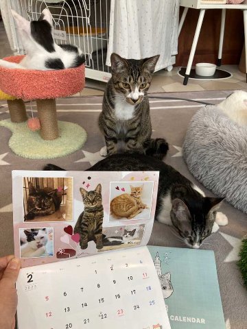 【セール!!】CAT'S INN TOKYO謹製 2023年カレンダー（A5中綴じ）画像