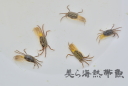 受注採取品（マングローブ/干潟の生物）オキナワハクセンシオマネキ　1個体の画像