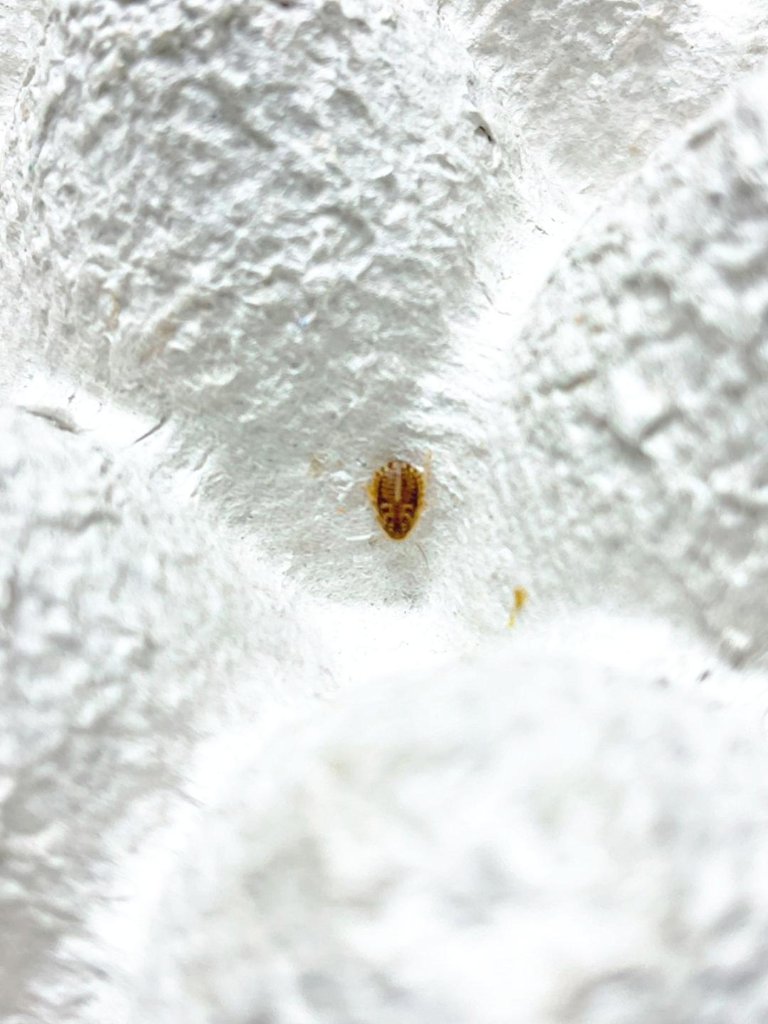 デュビア成虫♀20匹＋死着保障2匹 いちじるしい