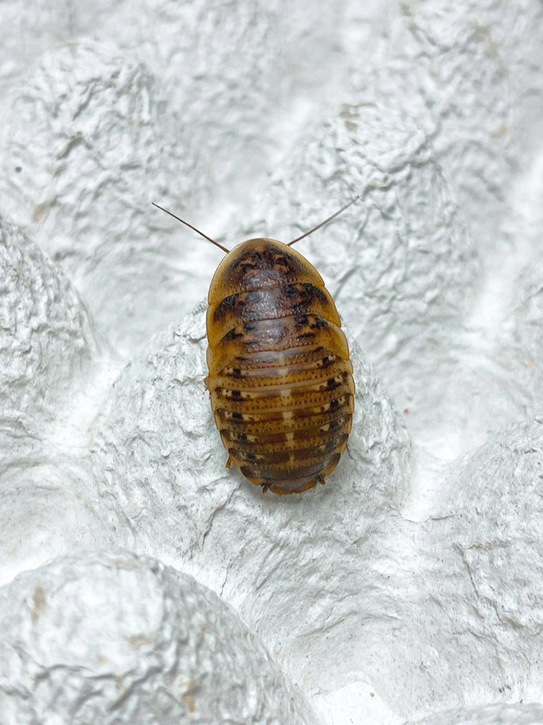 LL (約 3cm ~ )成虫間近の画像