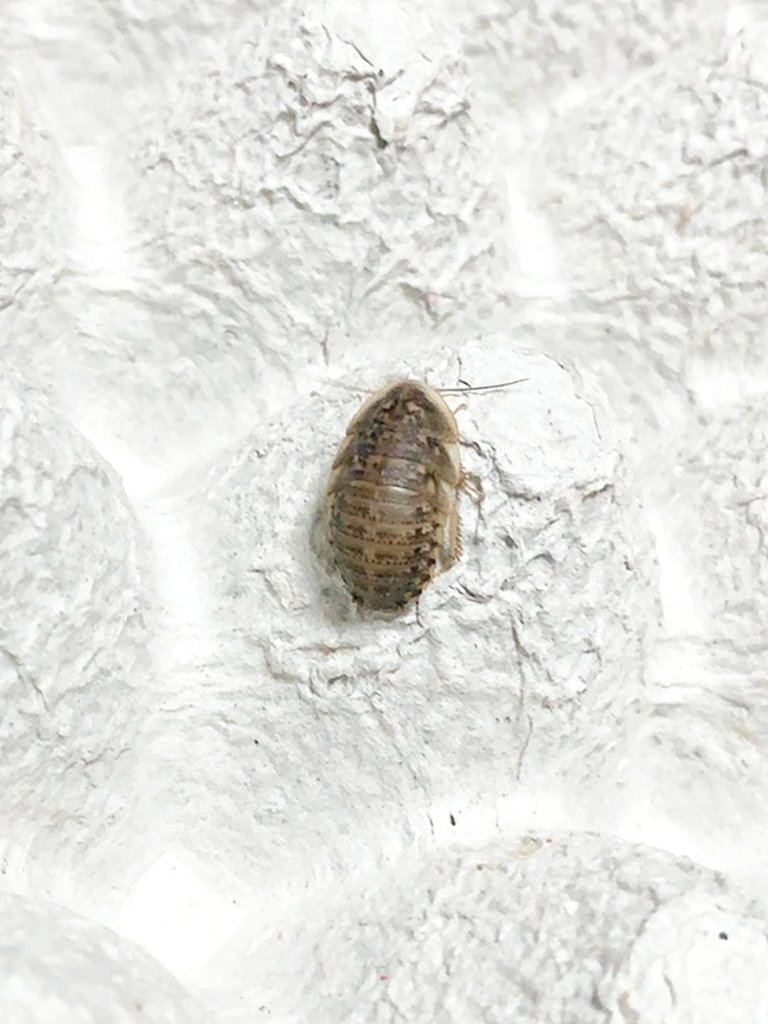 デュビア/MSサイズ(約 1.5cm ~ 2.0cm)|トカゲの食卓 デュビア/MSサイズ(約 1.5cm ~ 2.0cm)|トカゲの食卓