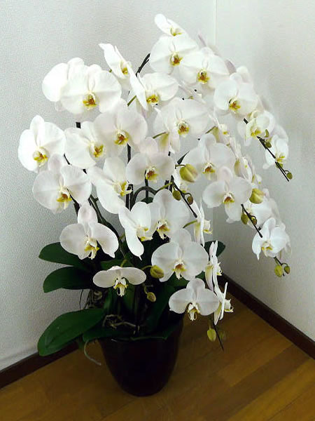 特注品　高級胡蝶蘭　白　7本立ち　70輪以上♪ラッピング無料♪の画像