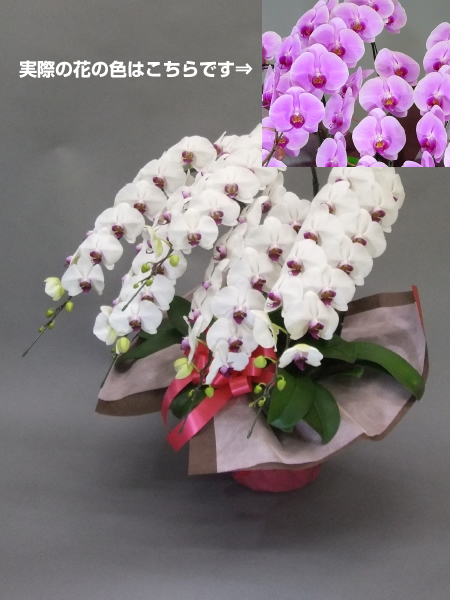 胡蝶蘭5本立・特ハイグレード・70輪以上・ピンク（非産直品）♪ラッピング無料♪の画像