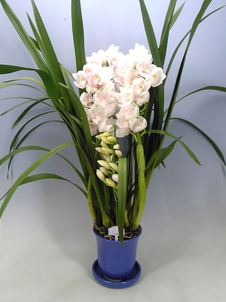 限定 最高級シンビジューム マリーローランサン 3本立ち♪ラッピング