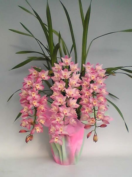 アーチ仕立て シンビジューム あんみつ姫 5本立ち♪ラッピング無料