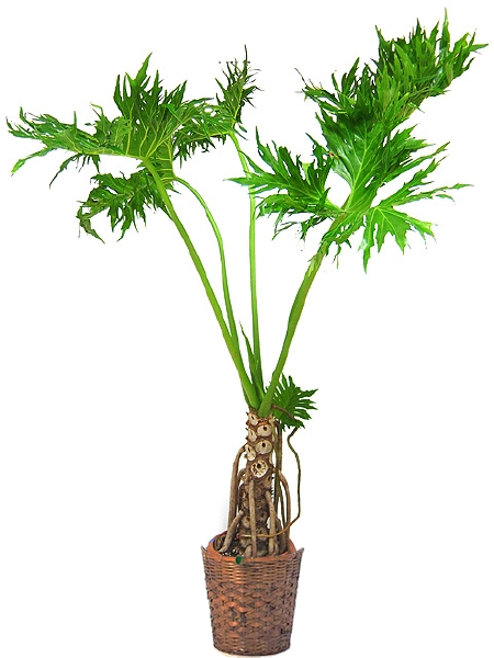 セローム　ヒトデカズラ　巨大な観葉植物　（今週いっぱい） セローム ヒトデカズラ 根あがり | 観葉植物通販HitoHana(ひとはな)
