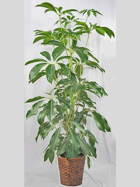 観葉植物　ツピダンサス　10号　バスケット付き ♪送料無料(個人宅除く)♪カリプトラタス　インドヤツデの画像