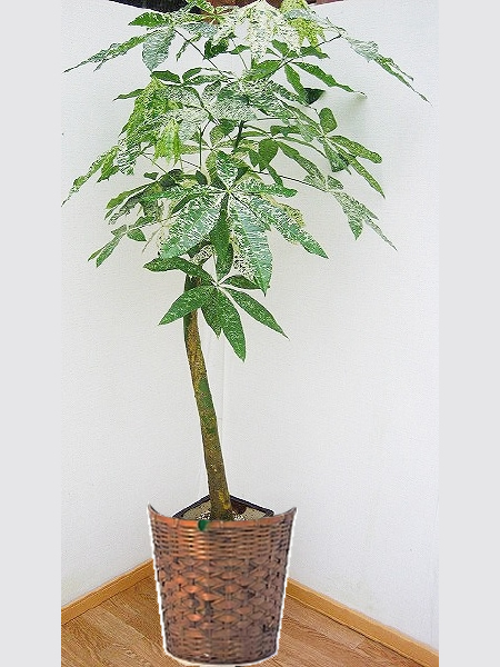 観葉植物　パキラミルキーウェイ　10号　バスケット付き ♪送料無料(個人宅除く)♪パキラ 斑入り　カモフラージュ・パキラの画像