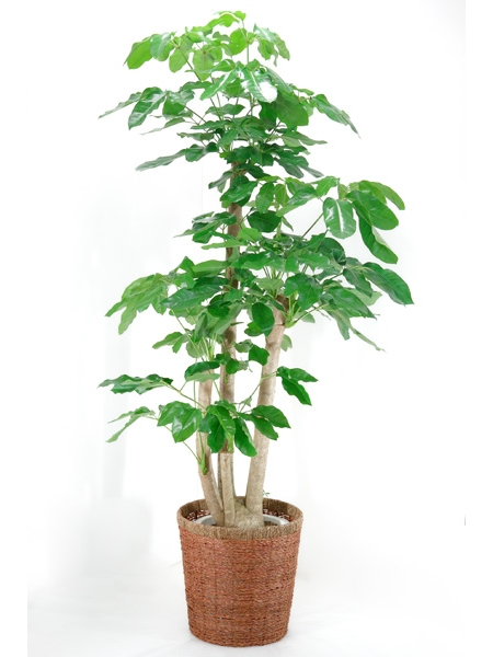 観葉植物 ブラッサイア 10号 バスケット付き ♪送料無料(個人宅除く