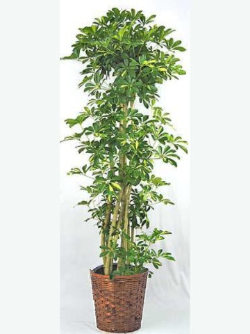 観葉植物　カポック（斑入り）　8号　バスケット付き ♪送料無料(個人宅除く)♪ホンコンカポック　シェフレラ　アルボリコラ パンヤ パンヤノキ ヤドリフカノキの画像