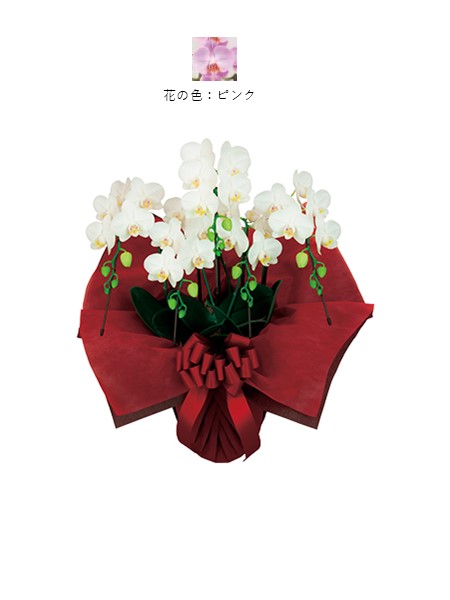 ミディ胡蝶蘭5本立・ピンク（非産直品）♪ラッピング無料♪の画像