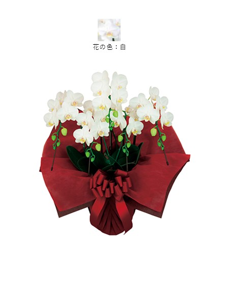 ミディ胡蝶蘭5本立・白（非産直品）♪ラッピング無料♪の画像