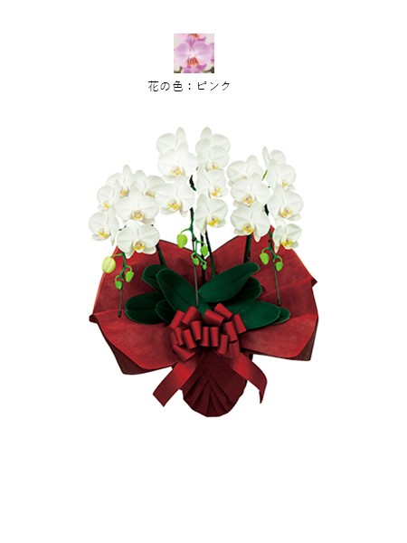 ミディ胡蝶蘭3本立・ピンク（非産直品）♪ラッピング無料♪の画像