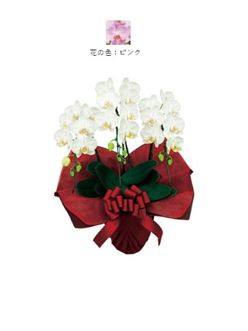 ミディ胡蝶蘭3本立・ピンク（非産直品）♪ラッピング無料♪の画像