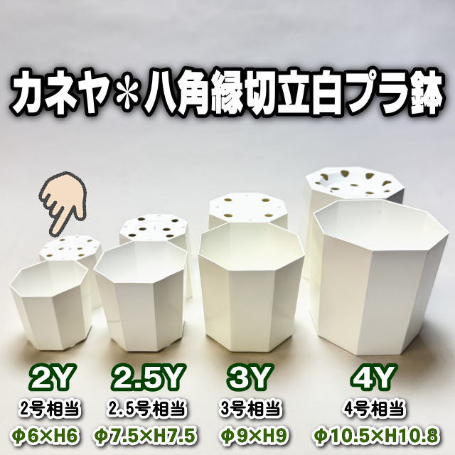 八角縁切立白プラ鉢-2号-ミニ(2Y)＠フラワーショップ江口
