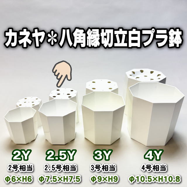 八角縁切立白プラ鉢-2.5号-小(2.5Y)[254GW]の画像