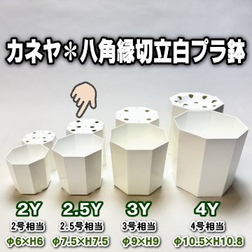 八角縁切立白プラ鉢-2.5号-小(2.5Y)[254GW]の画像
