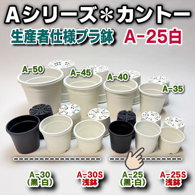 生産者仕様[カントー]プラ鉢A-25-(2号相当)-白＊多肉植物・塊根植物