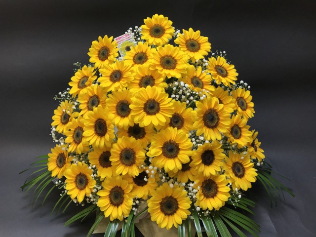 ひまわり35本＋かすみ草入 フラワーアレンジメント-特大(生花160規格)の画像