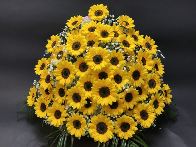 ひまわり50本＋かすみ草入 フラワーアレンジメント-特大(生花160規格)の画像