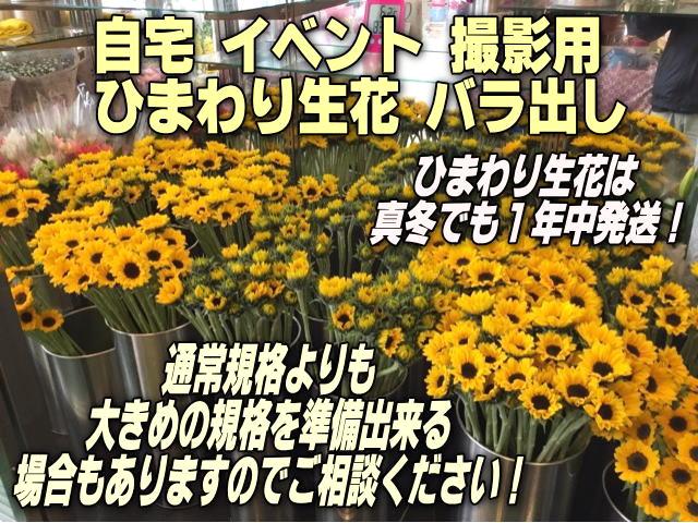 [自宅/イベント/撮影用]ひまわりの花-バラ出し(通常規格)の画像