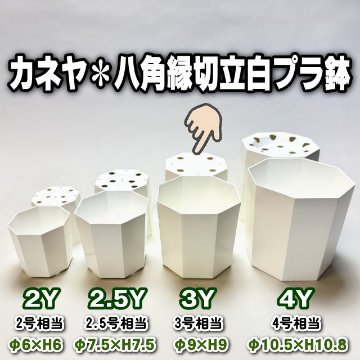 八角縁切立白プラ鉢-3号-中(3Y)[254GW]の画像
