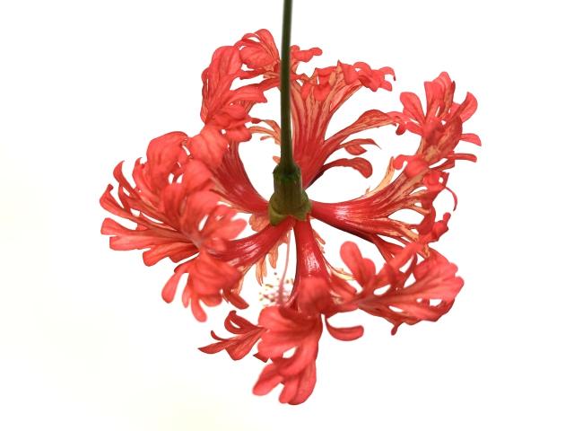 ハイビスカス・フウリンブッソウゲ (風鈴仏桑華 / 風鈴仏桑花)【黒色ポット】の画像