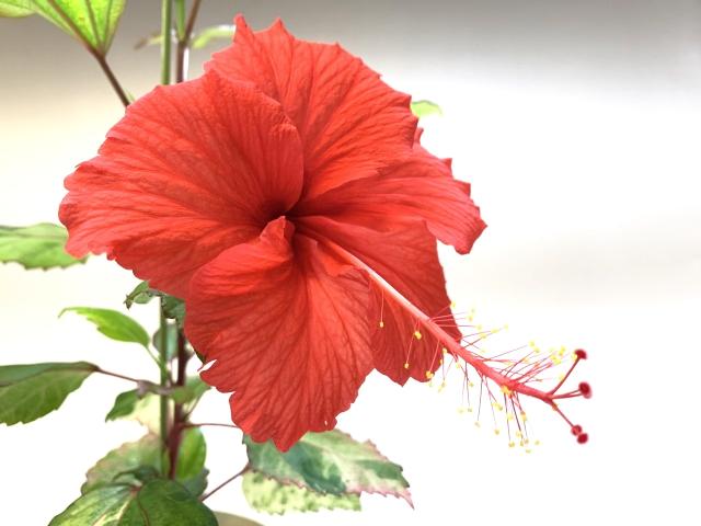 ハイビスカス・ローザシネンシス クーペリー(赤と白の散り葉品種)【藤色ポット】の画像