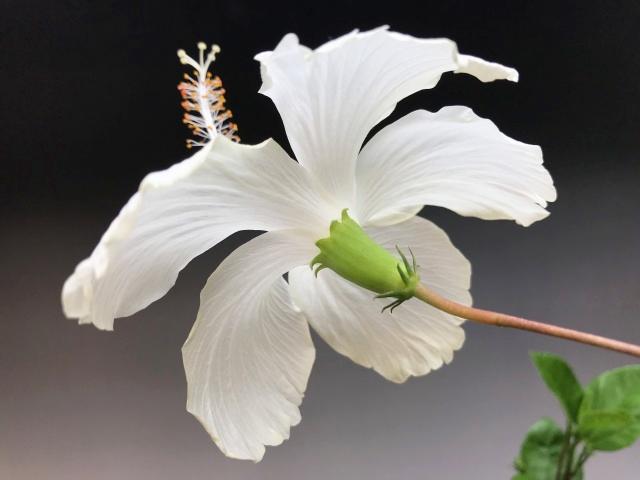 ハイビスカス・コーラルホワイト(白花品種)【白色ポット】画像