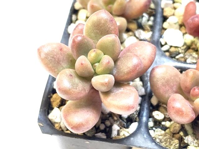 大型玉葉【セダム】*ミニ多肉植物セル苗の画像